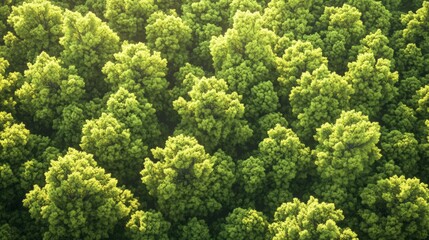 Naklejka premium Lush Green Forest Conservation, vibrant ecosystem, diverse flora and fauna, sustainable practices, habitat protection, biodiversity preservation, natural beauty, serene environment