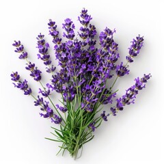 Obraz premium A bouquet of lavender on a pure white background 