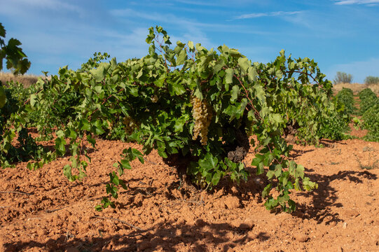 Agricultura, cepas con uvas madurando en el vi&ntilde;edo