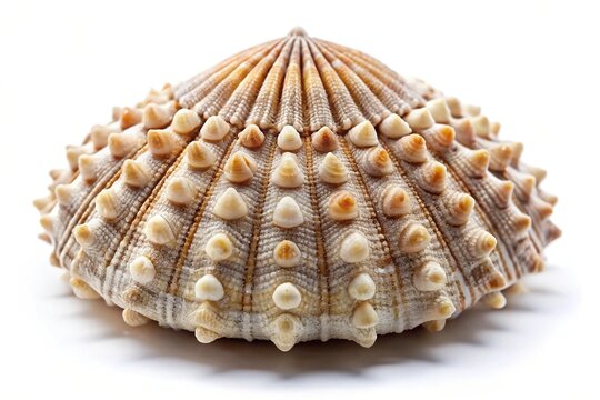 Barnacle covered seashell isolated on white background, symmetrical