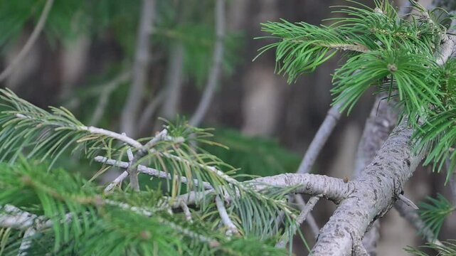 Rufous sibia on a perch in Forest