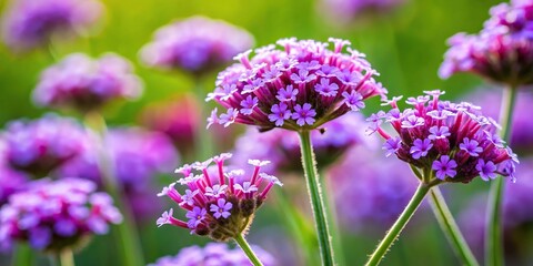 Obraz premium Beautiful clusters of small flowers on elegant Verbena plants at eye level