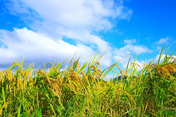 黄色く実った稲穂と秋の空