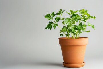 Parsley plant isolated with a pot 