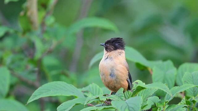 Closeup of Rufous Sibia, Heterophasia capistrata on Green bush in Himalayas