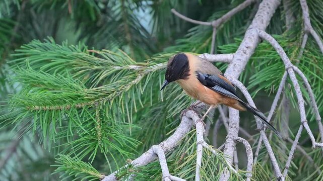 Rufous sibia on a perch in Forest