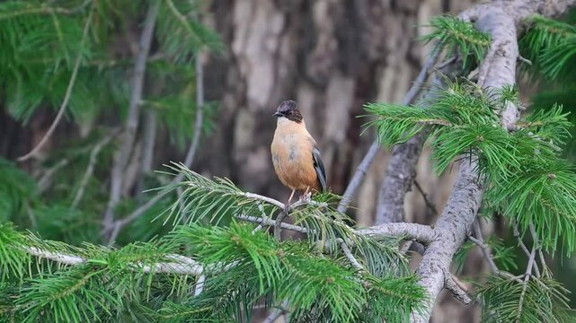 Beautiful Bird Rufous sibia on a perch in Forest