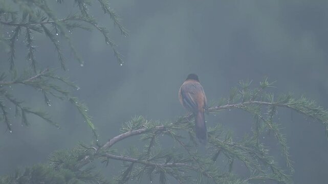 Rufous Sibia, Heterophasia capistrata in Moonsoon Season in Forest of himlaya