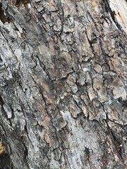 Vintage grunge old aged wood stump, boards, rustic weathered tree branch, wood slice, old peeling paint, wood bark, logs, paper background