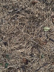 Grass texture, autumn dry grass, leaves, top foto, fall background