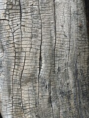 Vintage grunge old aged wood texture, boards, rustic weathered tree branch, wood slice, old peeling paint, wood bark, paper background