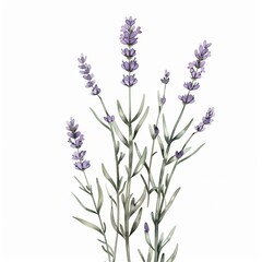 Naklejka premium Simple lavander plant in a watercolor style with a white background