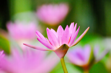 Blossoming waterlily flowers