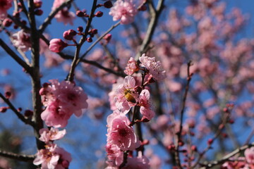Cherry Blossoms in Bloom