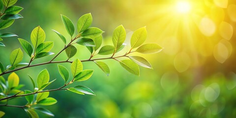 Bird's eye view of branch with translucent leaves and sun shining through