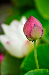 Blossoming lotus flowers
