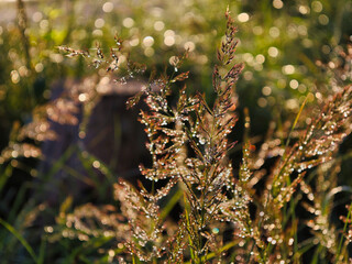 Gorinsee, Landkreis Barnim, Brandenburg, Deutschland