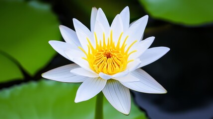 Cultural Significance of Symmetrical Flowers, Discuss the symbolism and cultural significance of symmetrical flowers in different traditions.