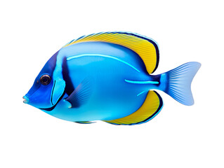 Blue tang fish isolated on transparent and white background