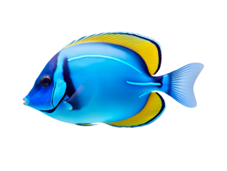 Blue tang fish isolated on transparent and white background