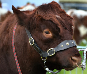 Prize cow breing judged at agricultural show. UK.