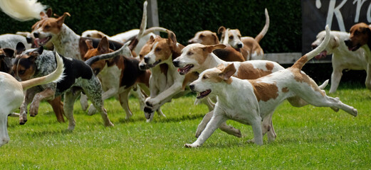 Hunting hound packs at agricultural show. UK.