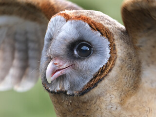 The ashy-faced owl is a species of bird in the barn-owl family Tytonidae. It is found on the Caribbean island of Hispaniola, on Dominica, and on several other islands of the Lesser Antilles..