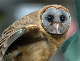 The ashy-faced owl is a species of bird in the barn-owl family Tytonidae. It is found on the...