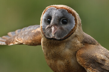 The ashy-faced owl is a species of bird in the barn-owl family Tytonidae. It is found on the Caribbean island of Hispaniola, on Dominica, and on several other islands of the Lesser Antilles..