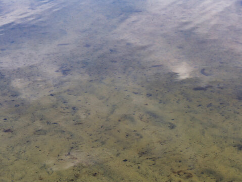 Blick durch das klare, ruhige Wasser auf den sandigen Grund des Gorinsees mit sanften Lichtreflexionen an der Oberfl&auml;che, Gorinsee, Wandlitz, Landkreis Barnim, Brandenburg