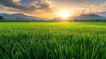 Fototapeta premium Fresh large green rice field on the morning landscape. AI generated image