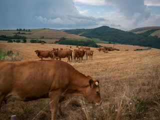 Champ de vaches dans l'Aveyron