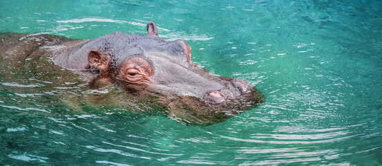 Close-up of Hippo head in the water.