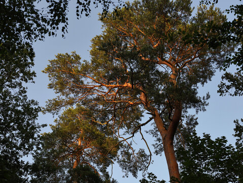 Hohe Kiefer im warmen Licht der tiefstehenden Abendsonne vor einem tiefblauen Himmel am Gorinsee im Barnim, Brandenburgische Seenplatte, Wandlitz, Landkreis Barnim, Brandenburg, Deutschland