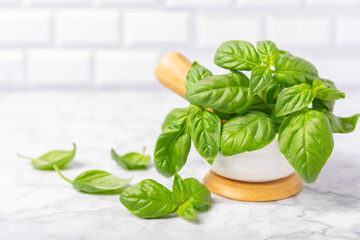 Fresh green basil in a mortar on a textured wooden background. Organic spices and herbs. Vegan. Fresh kitchen herbs. Fresh basil being made into pesto with mortar and pestle.Copy space. Place for text