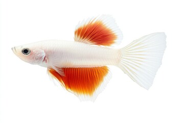 Fototapeta premium the beside view Albino Guppy Fish, Isolated on White Background