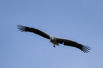 A White Stork (Ciconia ciconia) flying.