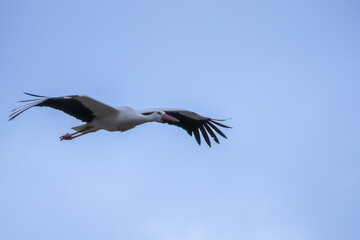 A White Stork (Ciconia ciconia) flying.
