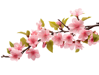 branch of a pink flower isolated on transparent and white background
