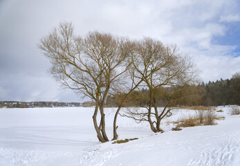 Winter landscape. Trees on the lake shore on a sunny frosty day.