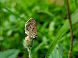 photography of beautiful brown butterfly beetles foraging around green leaves and yellow flowers
