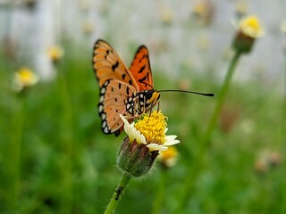 photography of beautiful brown butterfly beetles foraging around green leaves and yellow flowers