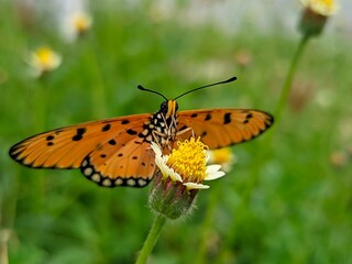 photography of beautiful brown butterfly beetles foraging around green leaves and yellow flowers