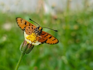 photography of beautiful brown butterfly beetles foraging around green leaves and yellow flowers