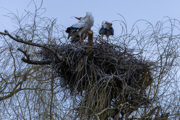 Two White Storks (Ciconia ciconia) sitting in the nest on an overcast day.