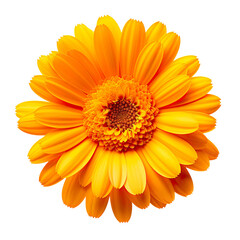 Naklejka premium Calendula flower isolated on transparent and white background