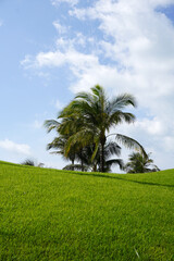 coconut trees and green grass with blue sky