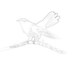 Black contour silhouette of a cuckoo on a contour branch on a white background