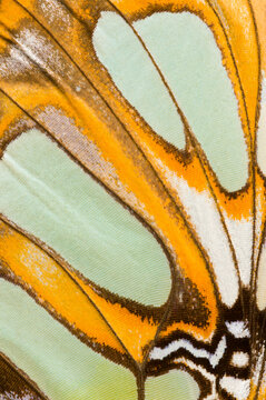 The Malachite Butterfly Wing, close up