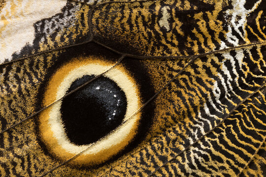 Close-up of Caligo atreus wing with distinctive eyespots